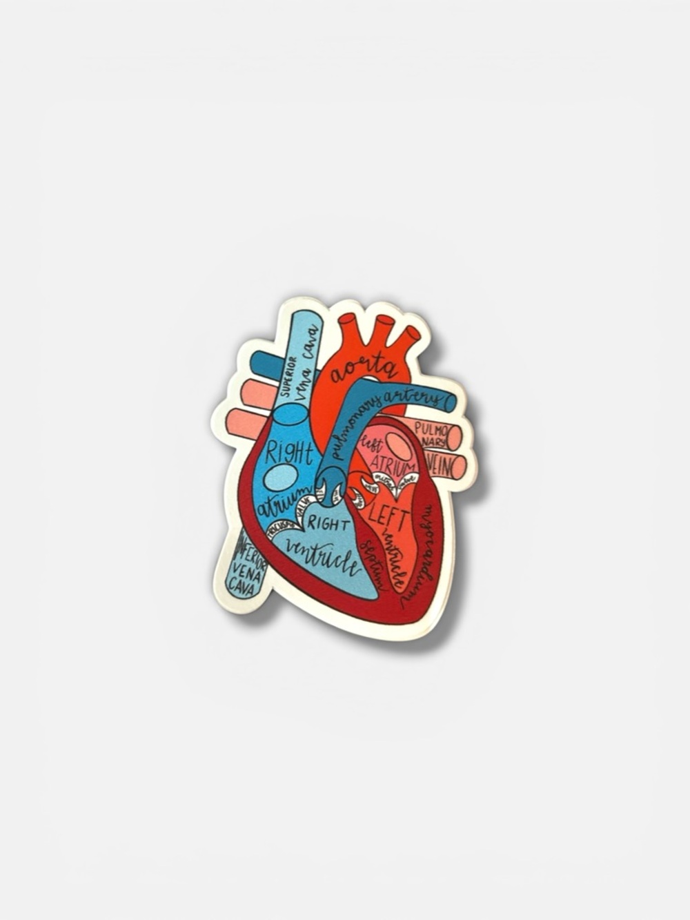 🫀 Anatomy of a Heart Vinyl Sticker